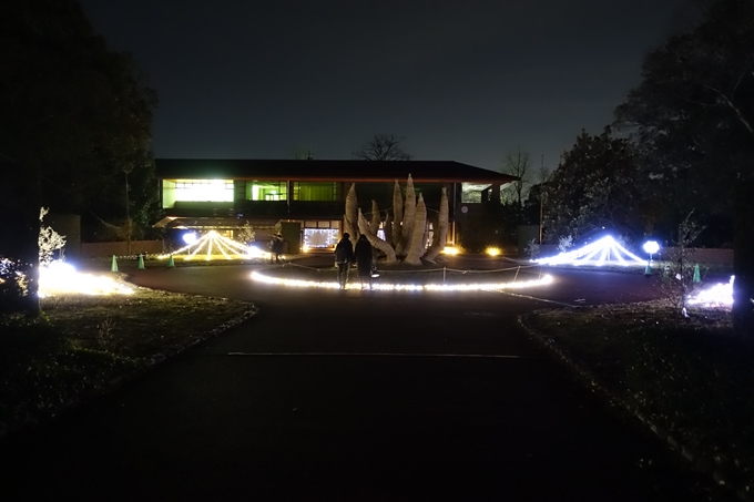 京都府立植物園_イルミネーション　No51