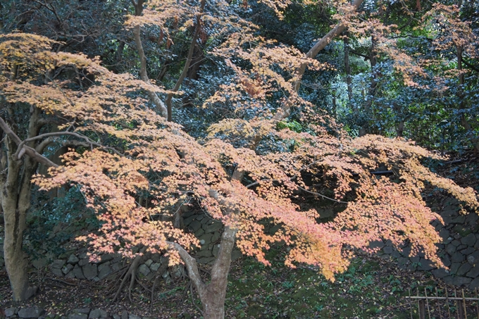 法然院　紅葉　No20