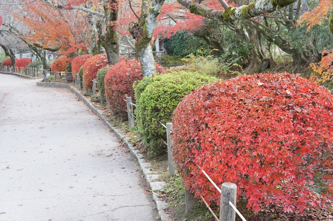 法然院　紅葉　No24