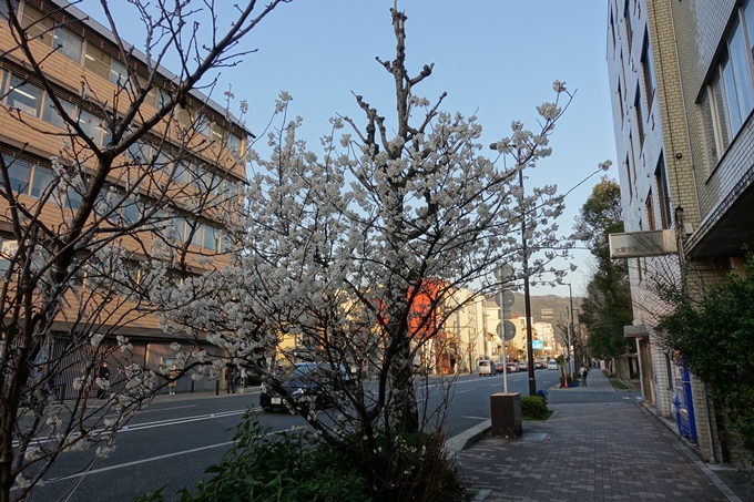 京都桜速報2018_02　No3