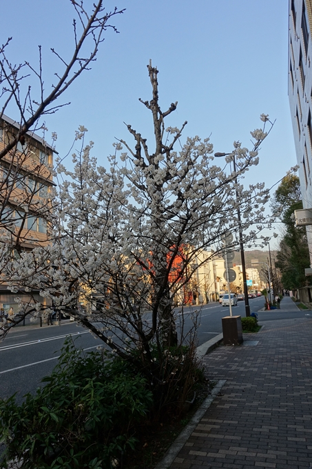 京都桜速報2018_02　No4