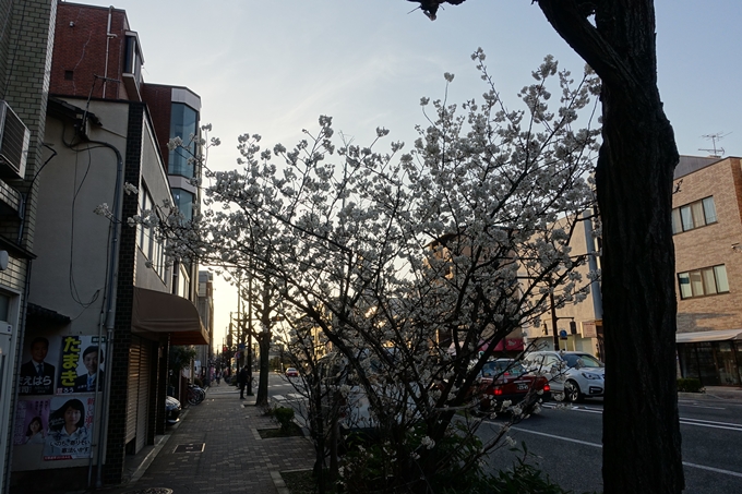 京都桜速報2018_02　No2