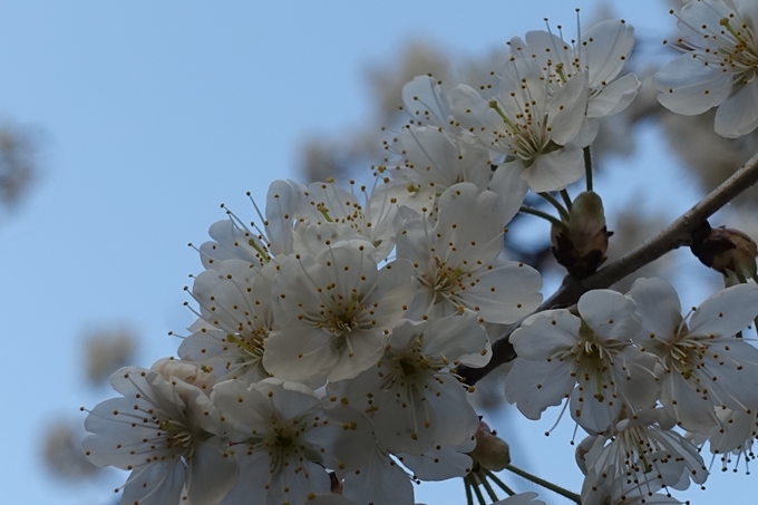 京都桜速報2018_02　No7