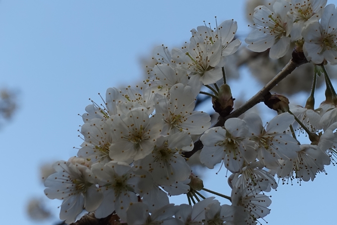 京都桜速報2018_02　No5