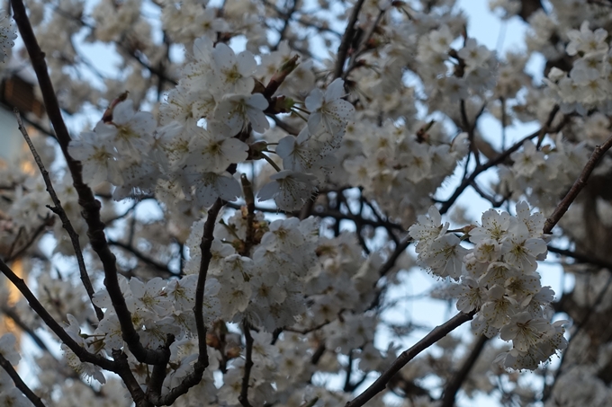 京都桜速報2018_02　No6