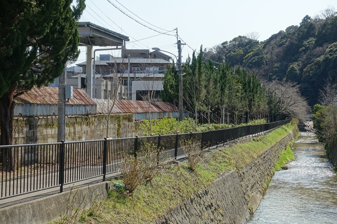 京都桜速報2018_01　No21