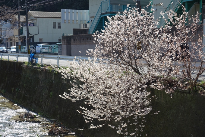 京都桜速報2018_01　No18