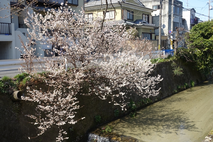 京都桜速報2018_01　No19