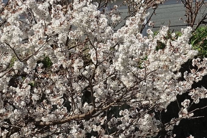 京都桜速報2018_01　No20