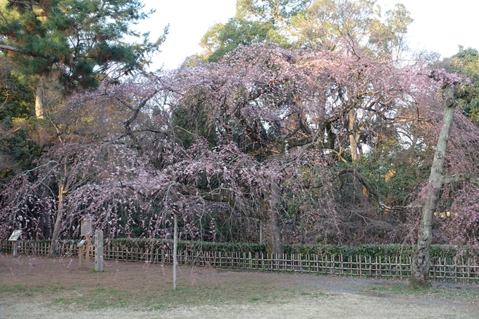 京都桜速報2018_01　No7