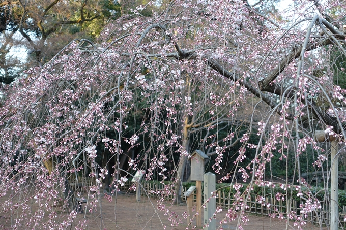 京都桜速報2018_01　No8