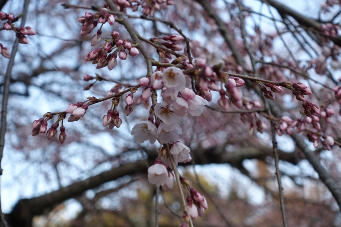 京都桜速報2018_01　No9