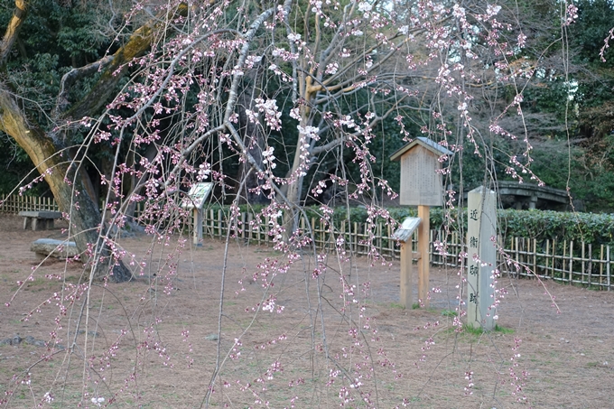 京都桜速報2018_01　No10