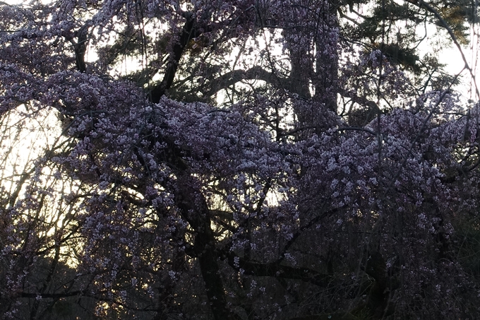 京都桜速報2018_01　No11