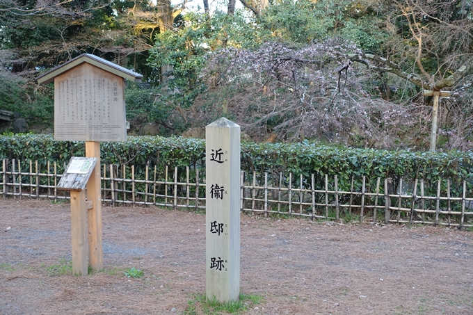 京都桜速報2018_01　No6