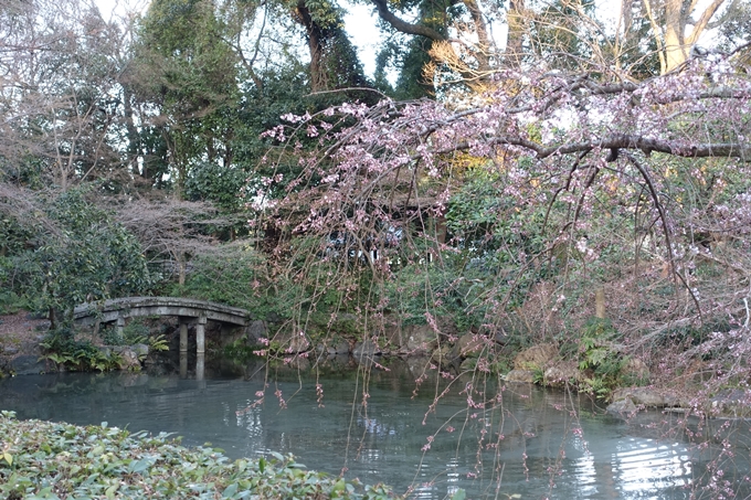 京都桜速報2018_01　No12