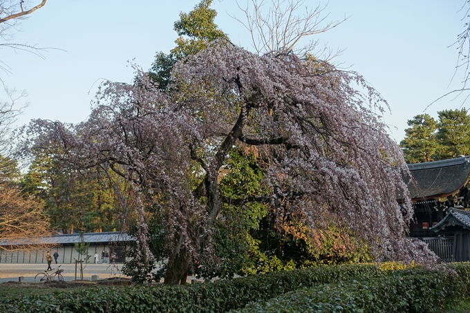 京都桜速報2018_01　No13