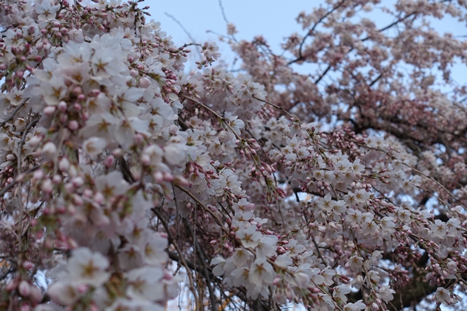 京都桜速報2018_01　No14