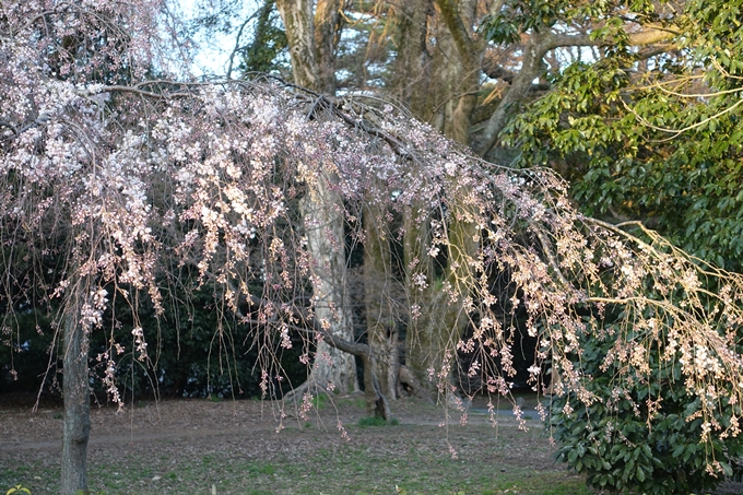 京都桜速報2018_01　No15