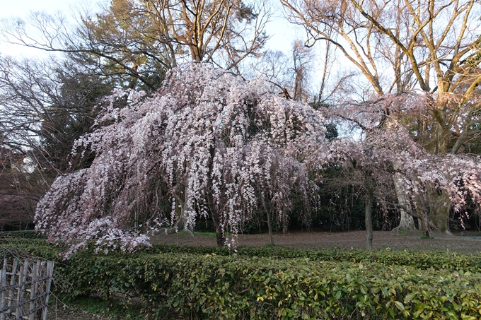 京都桜速報2018_01　No16