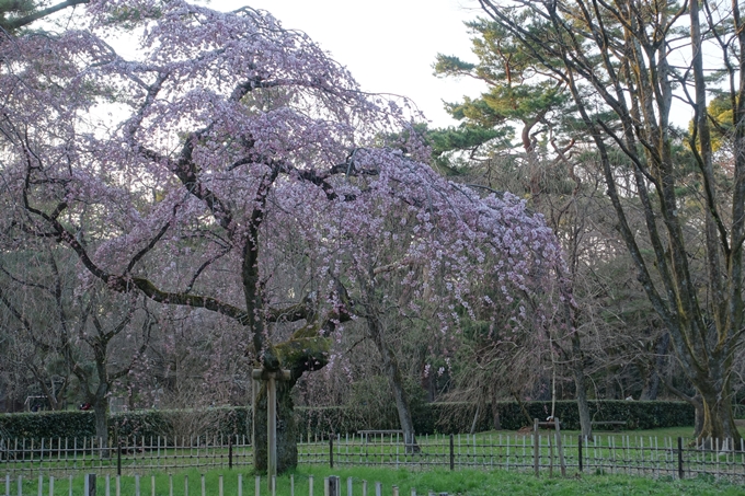 京都桜速報2018_01　No17