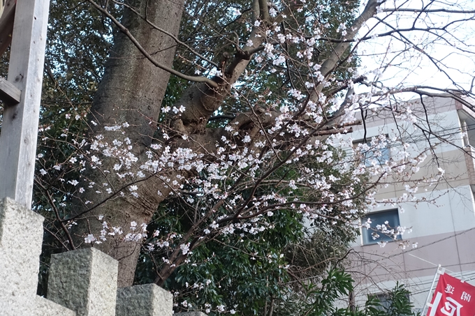 京都桜速報2018_01　No5