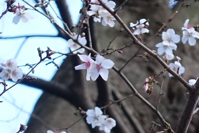 京都桜速報2018_01　No4