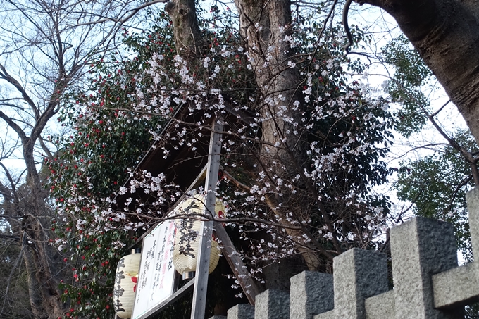 京都桜速報2018_01　No3