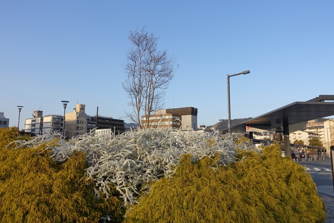 京都桜速報2018_03　No2