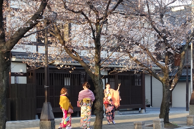 京都桜速報2018_03　No3