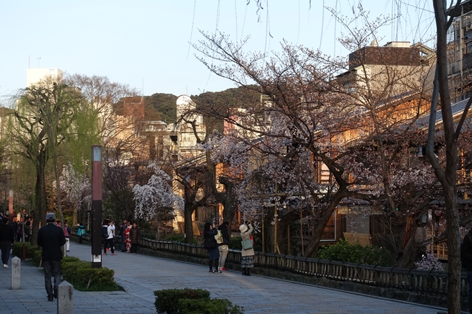 京都桜速報2018_03　No4