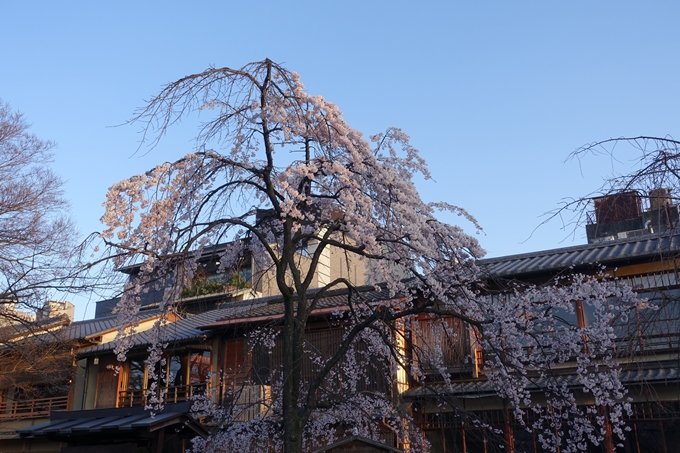 京都桜速報2018_03　No5