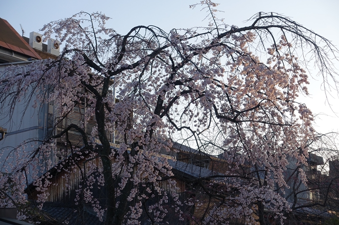 京都桜速報2018_03　No6