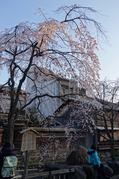 京都桜速報2018_03　No7