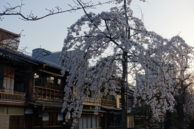 京都桜速報2018_03　No8