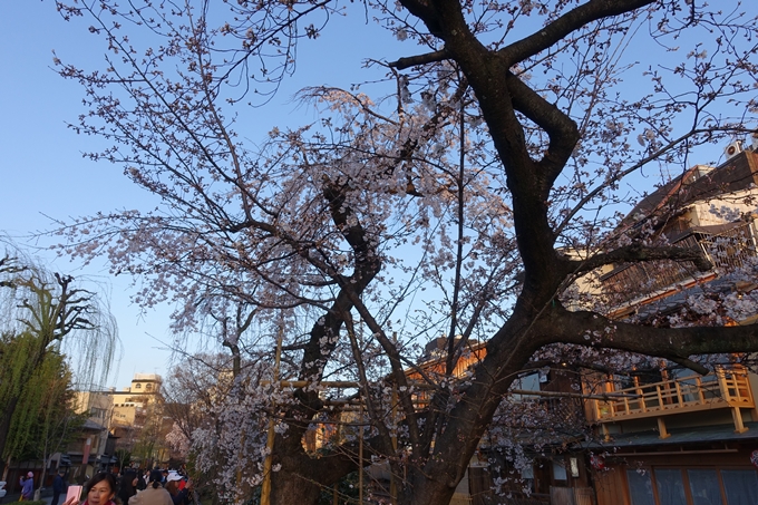 京都桜速報2018_03　No10