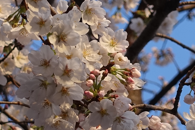 京都桜速報2018_03　No11