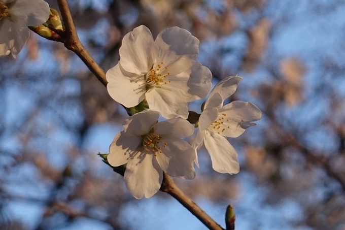 京都桜速報2018_03　No12