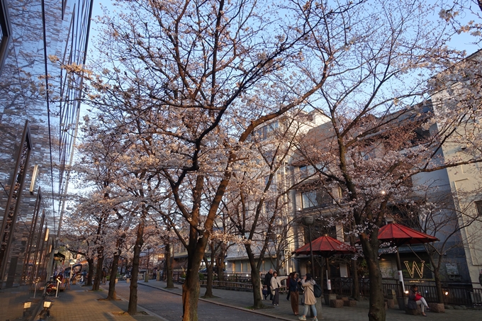 京都桜速報2018_03　No13