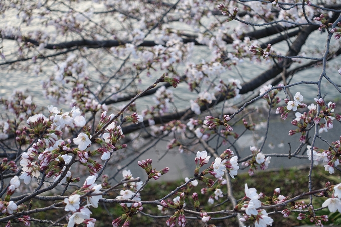 京都桜速報2018_03　No14