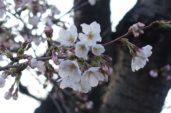 京都桜速報2018_03　No15