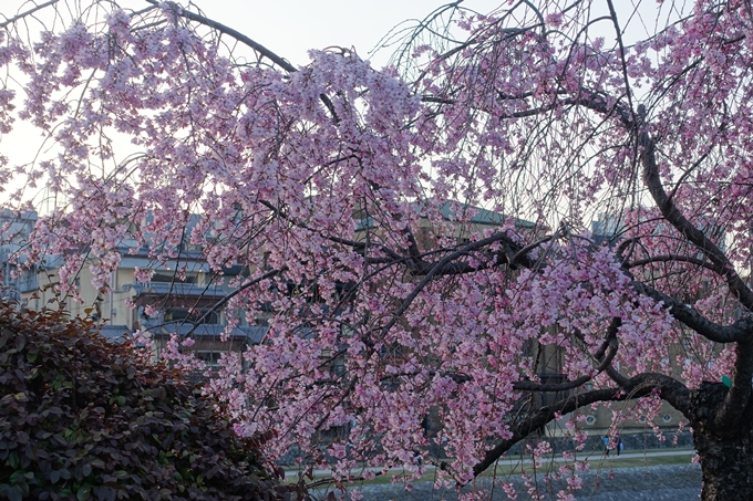 京都桜速報2018_03　No16