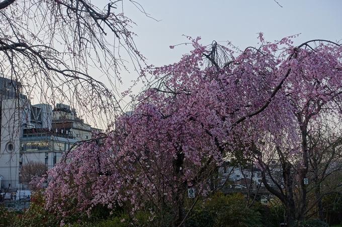 京都桜速報2018_03　No18