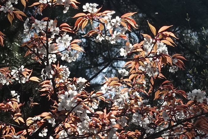 京都桜速報2018_04　No4