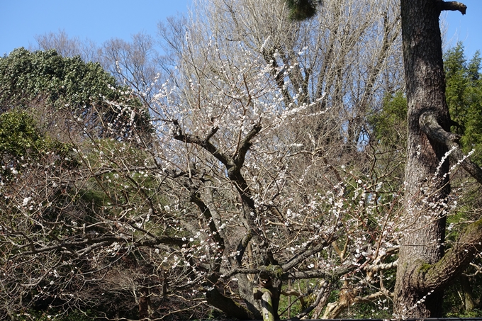 京都桜速報2018_04　No5