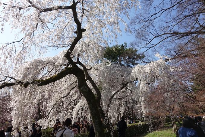 京都桜速報2018_04　No7