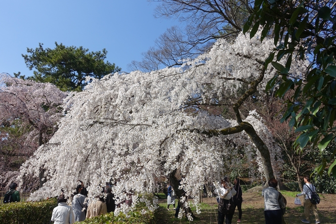 京都桜速報2018_04　No8