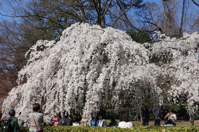 京都桜速報2018_04　No9