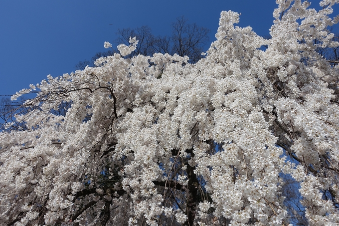 京都桜速報2018_04　No10