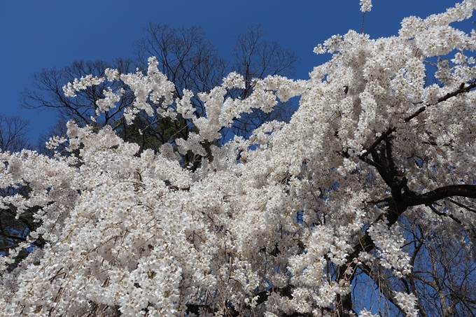 京都桜速報2018_04　No12